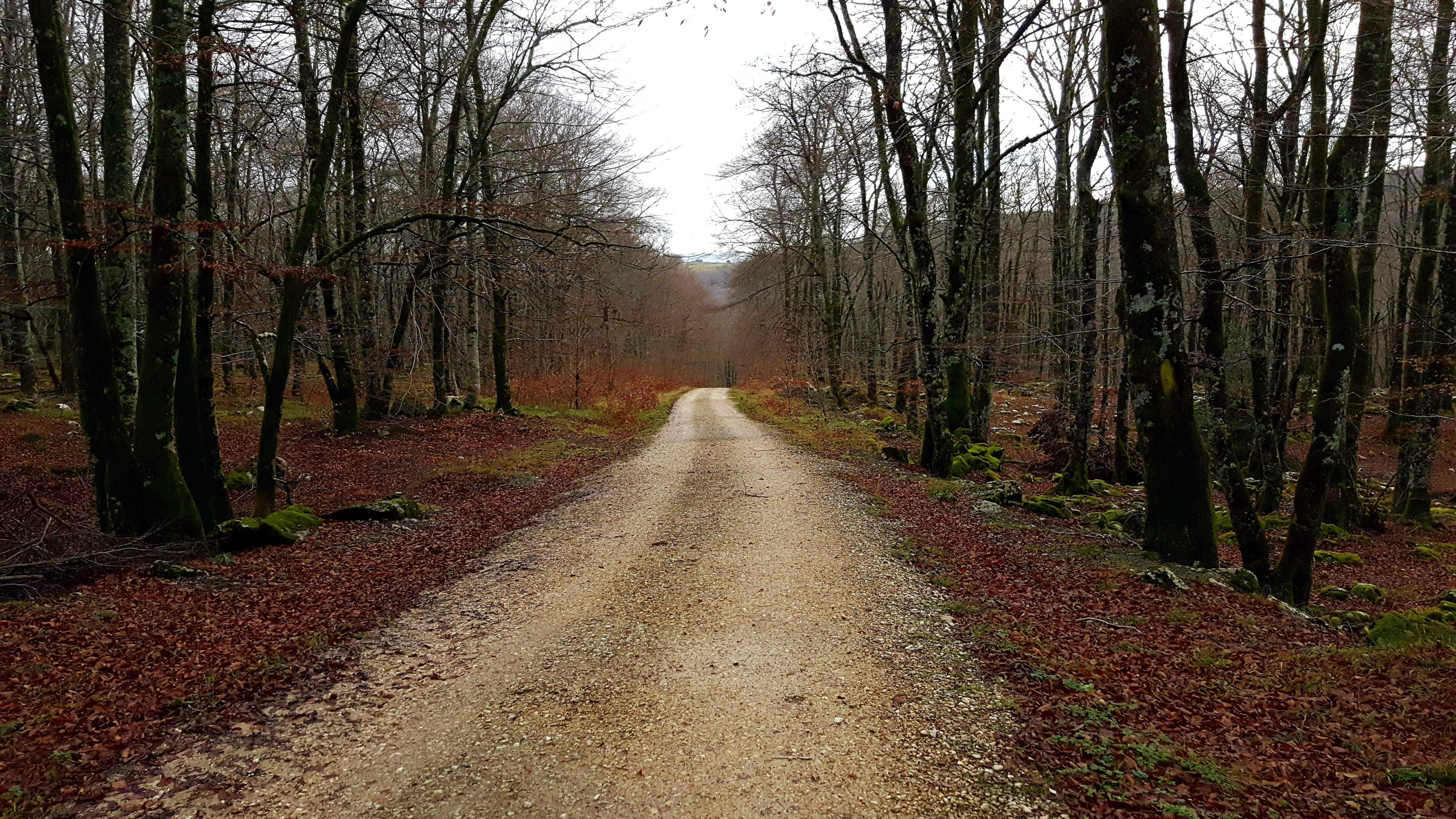Hojas y ramas de haya en el bosque centenario del Monte Santiago